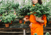 Best Perennial Plants? These 5 Nurseries Have You Covered