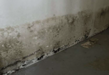Non-destructive mold removal service from certified mold removal specialists